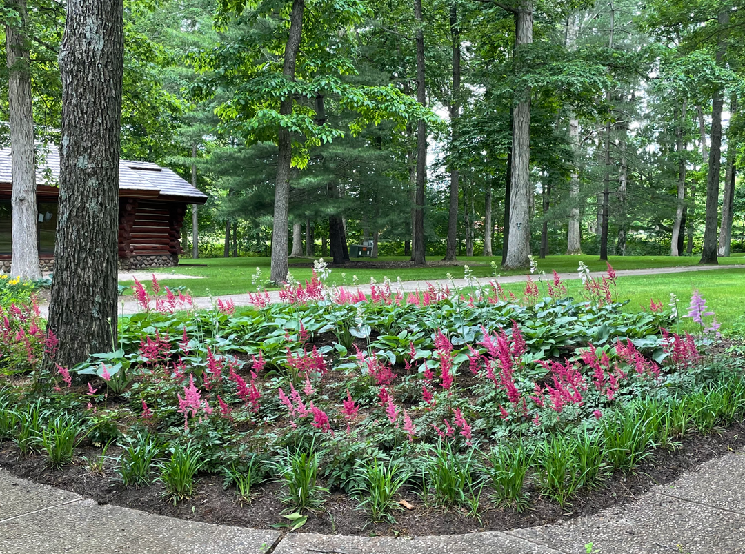 Beautiful garden bed with vibrant pink astilbe and green hosta's surrounded by lush trees and a rustic wooden cabin in the background.