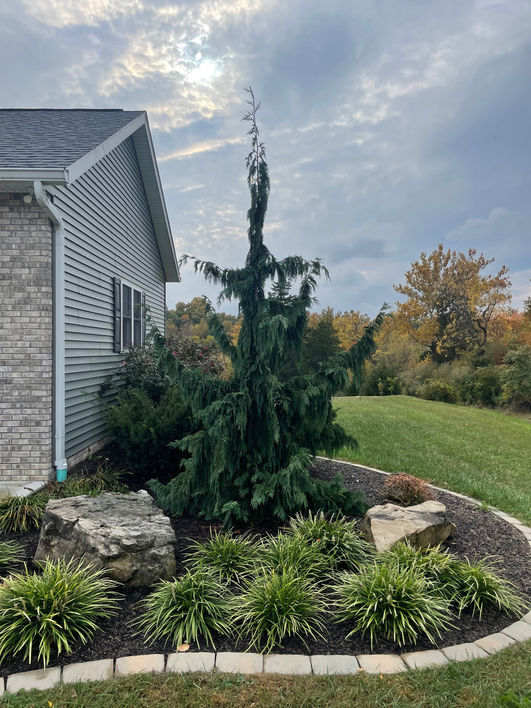 Landscape featuring a unique evergreen tree surrounded by neatly arranged ornamental grasses, large decorative rocks, and a curved mulch bed bordered by stone edging.