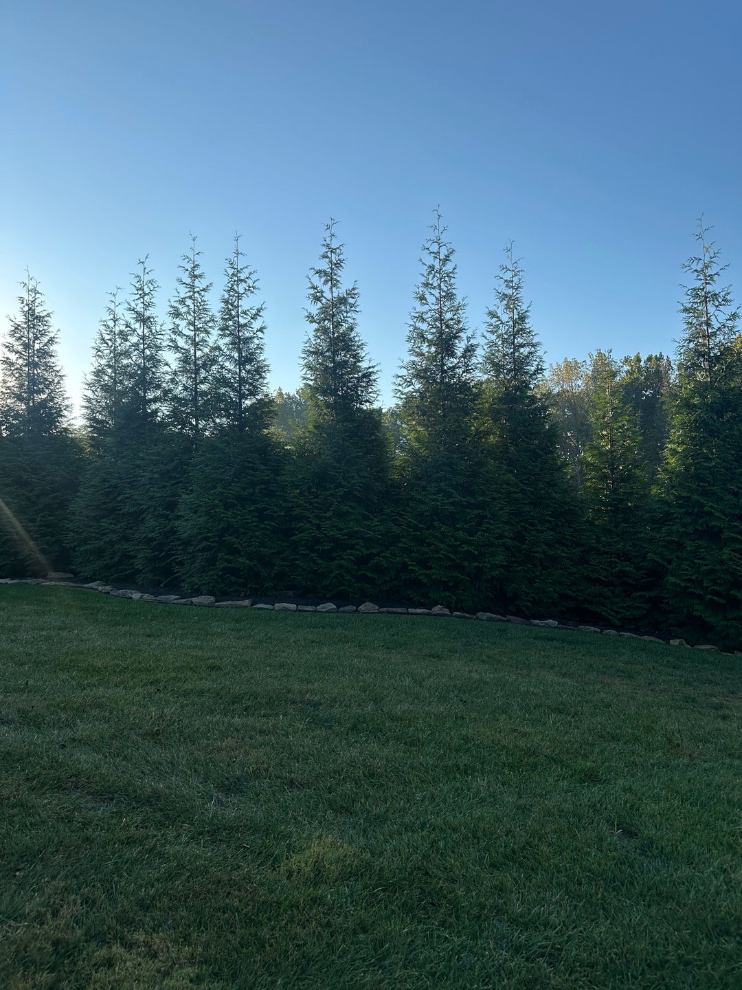 Row of conifer trees in a field with a clear blue sky