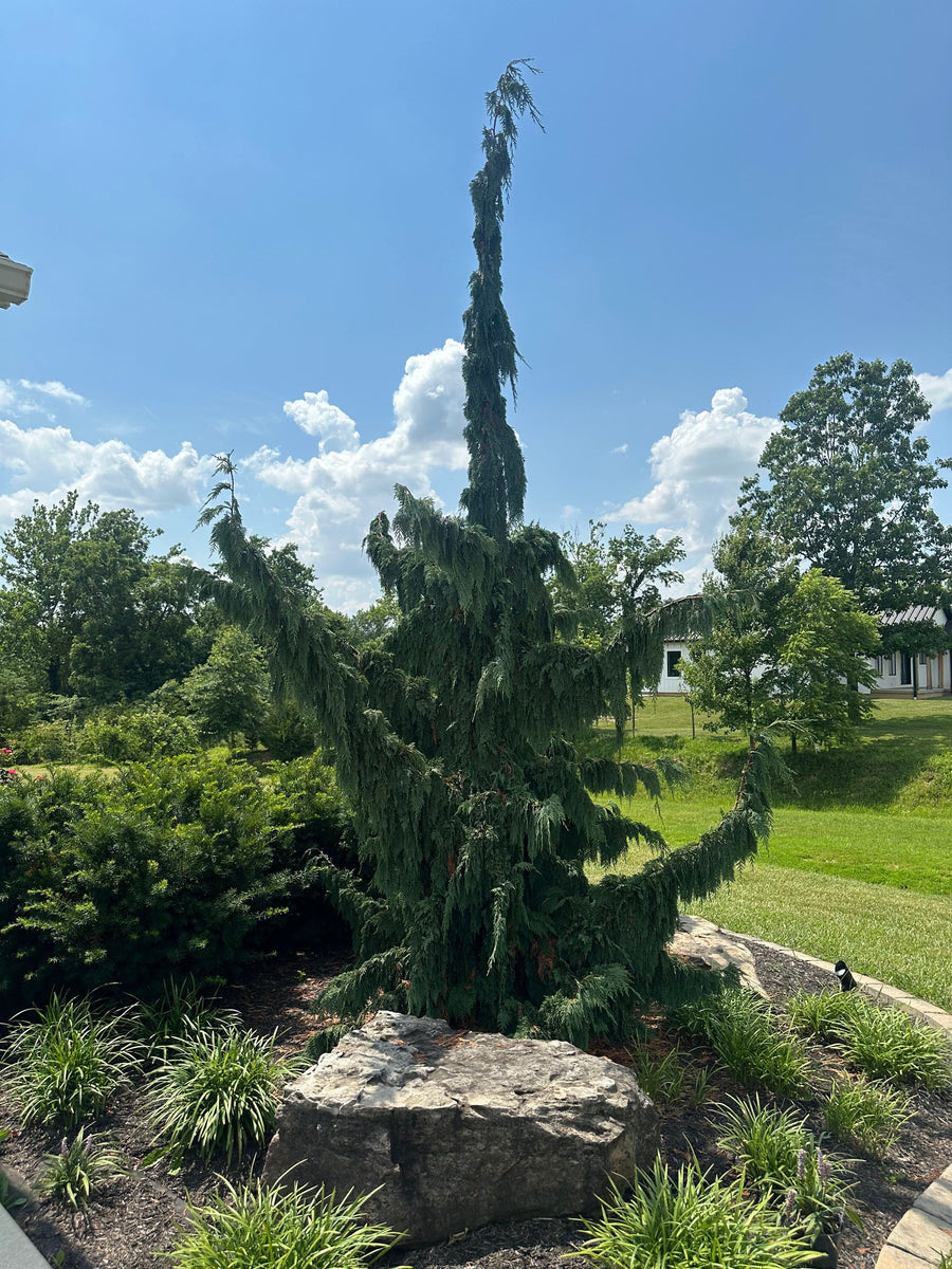 Evergreen tree in landscape bed with boulder and plants.